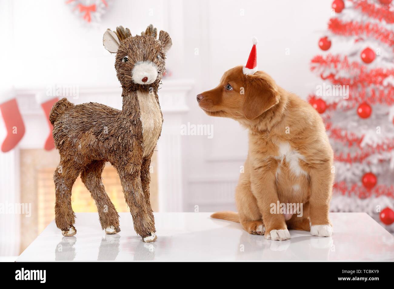 nova scotia duck tolling retriever stuffed animal