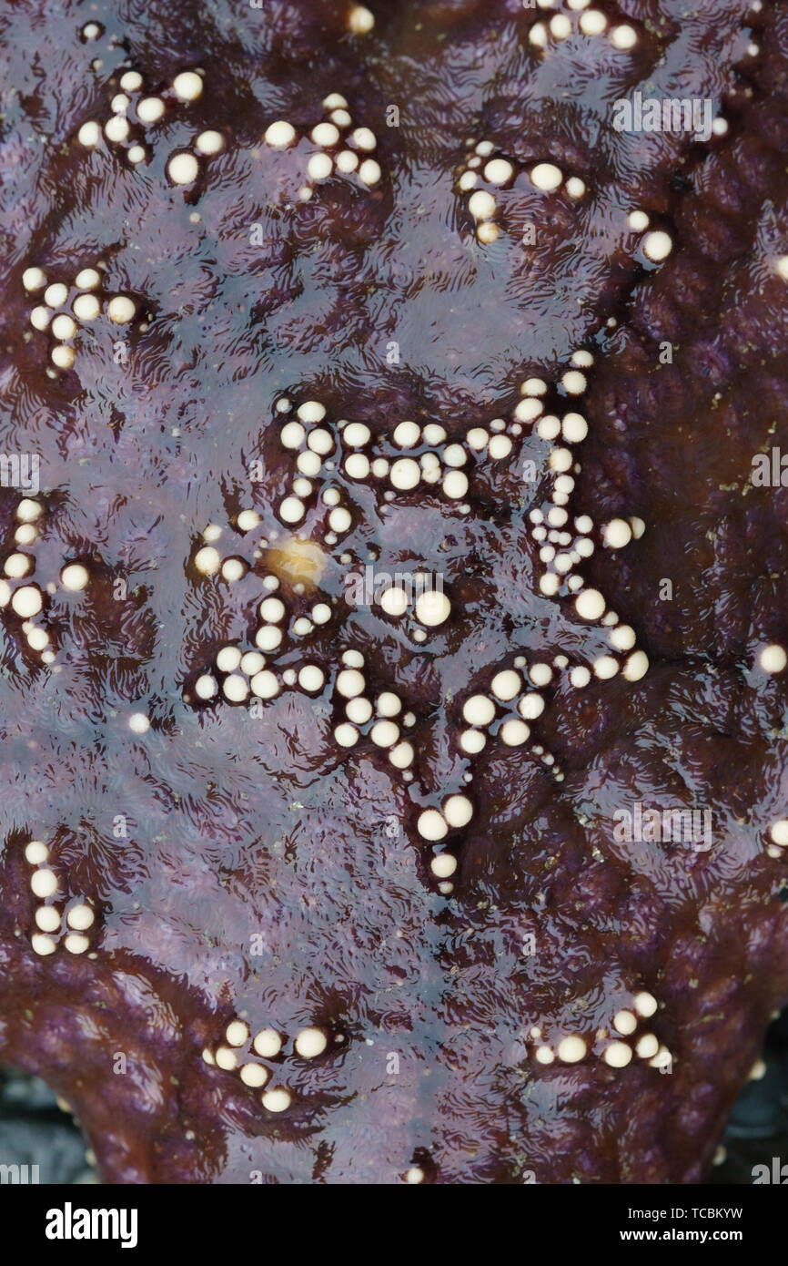Purple Star Fish Asteroidea Forcipulatida Asteriidae Stock Photo