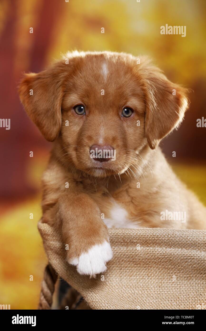 Nova Scotia Duck Tolling Retriever Puppy Stock Photo