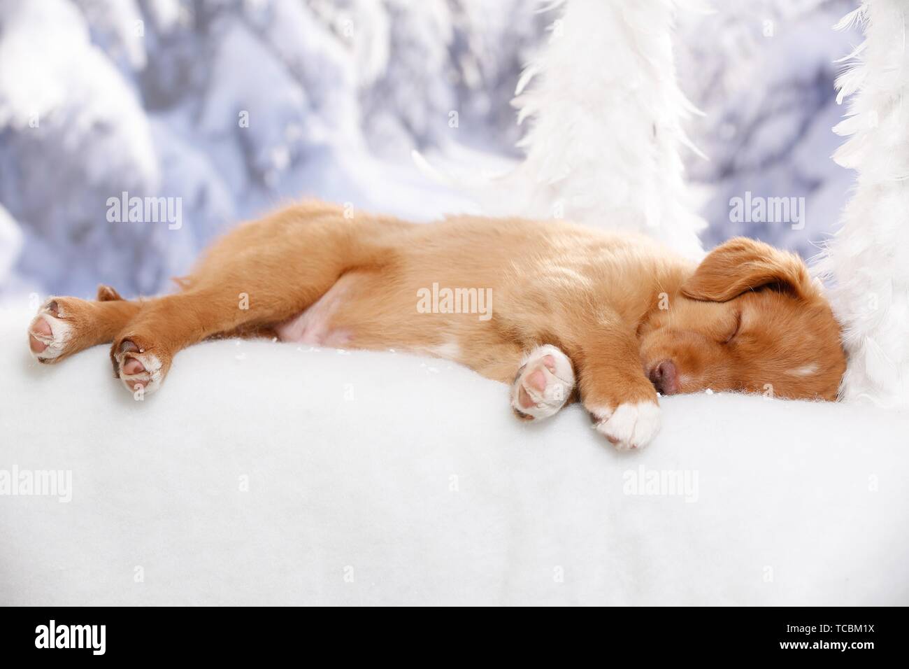 sleeping Nova Scotia Duck Tolling Retriever Puppy Stock Photo