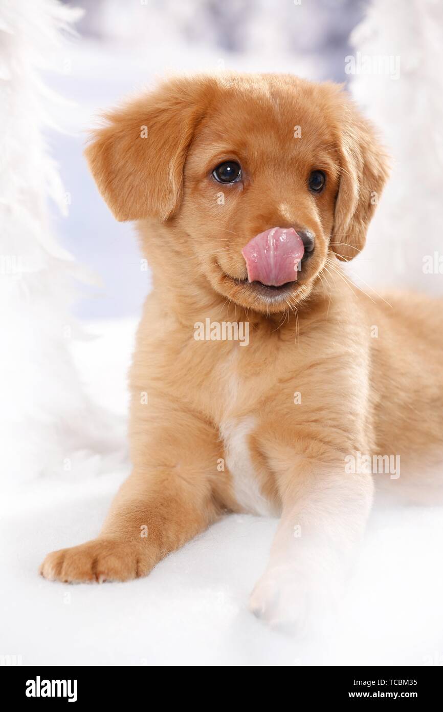 Nova Scotia Duck Tolling Retriever Puppy Stock Photo