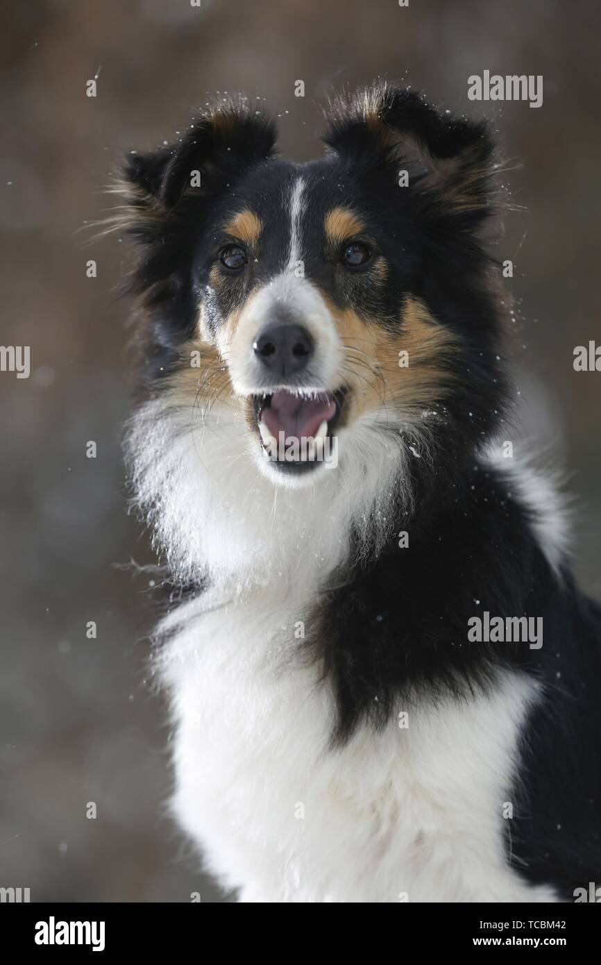 Shetland Sheppdog in winter Stock Photo