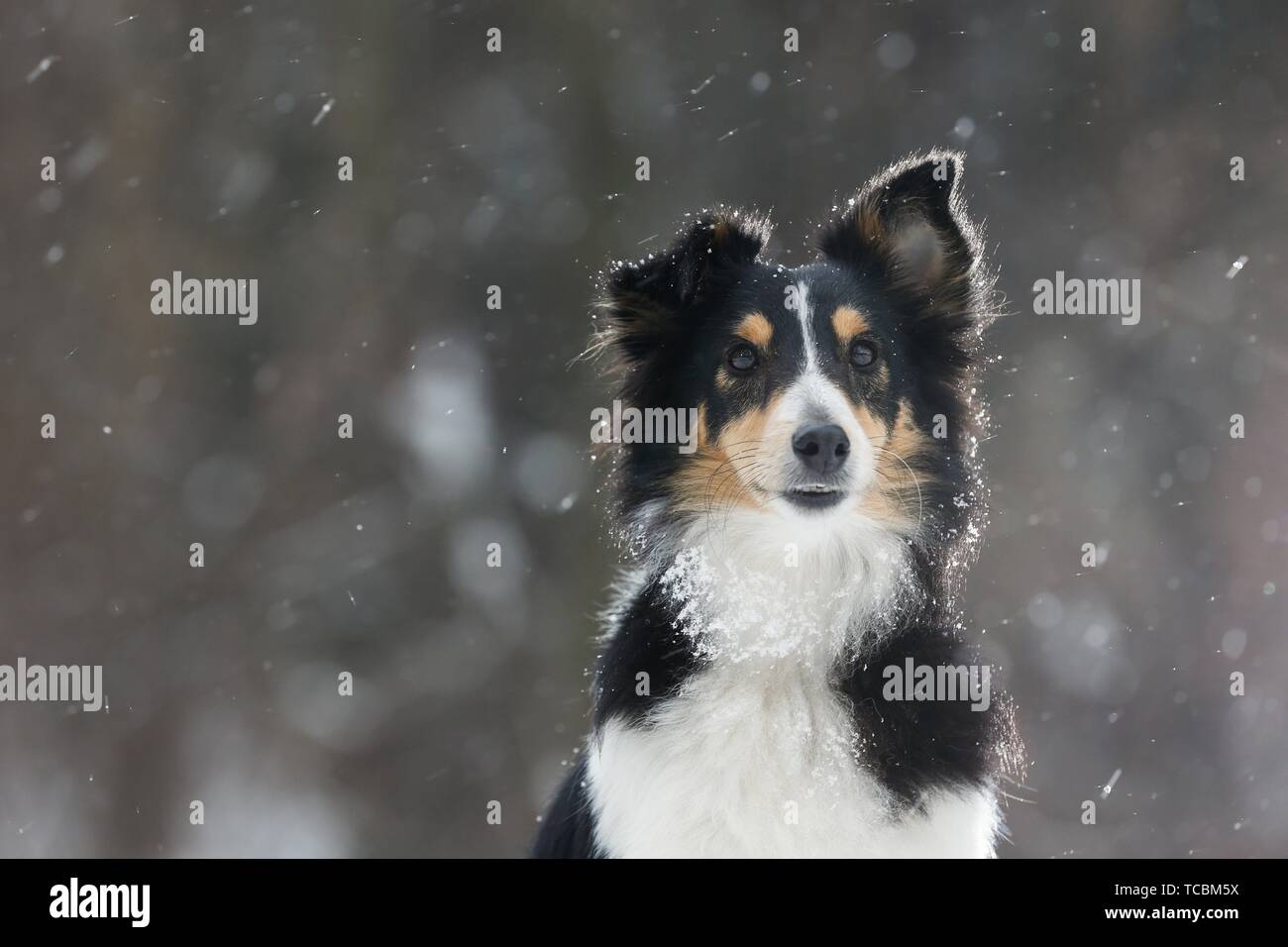 Shetland Sheppdog in winter Stock Photo
