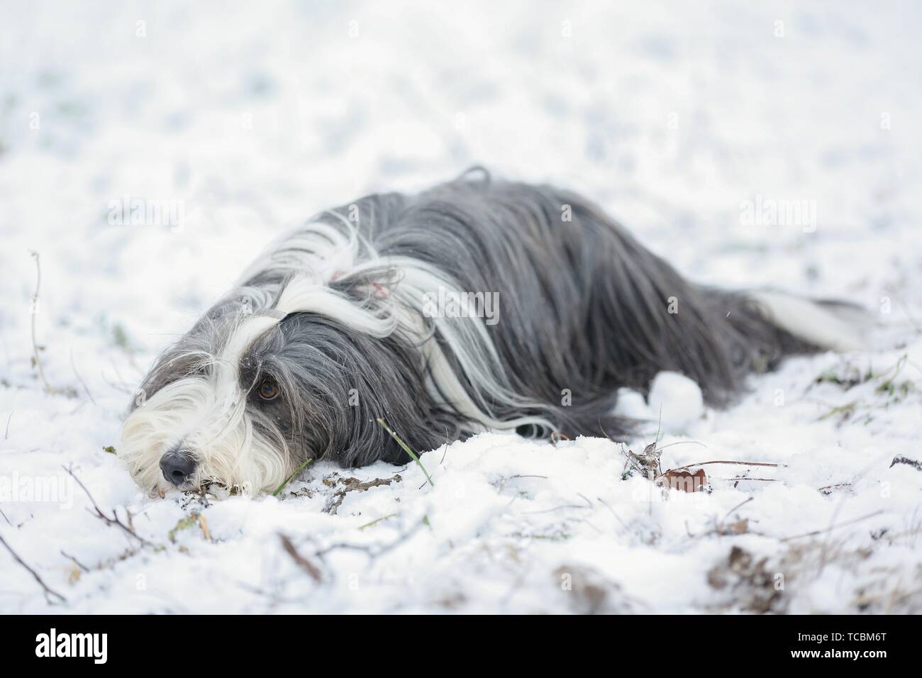 Bearded Collie in winter Stock Photo