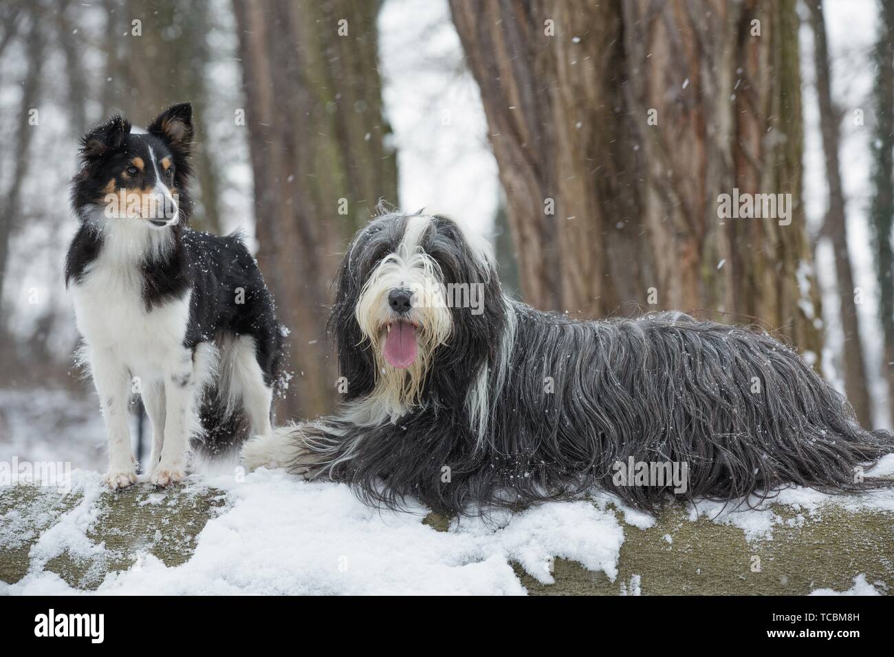 Bearded Collie and Sheltie Stock Photo