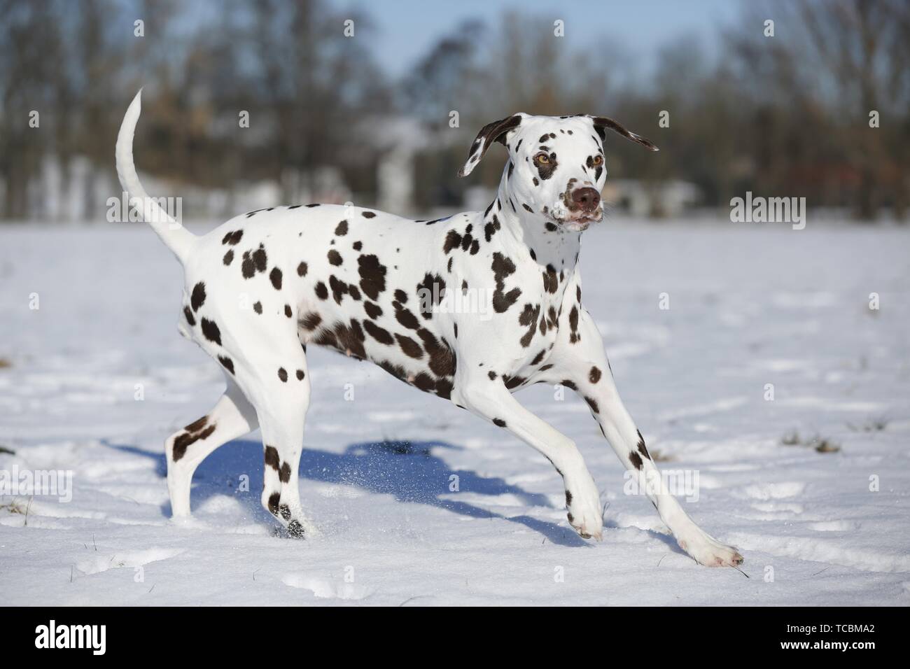 Dalmatian in winter Stock Photo