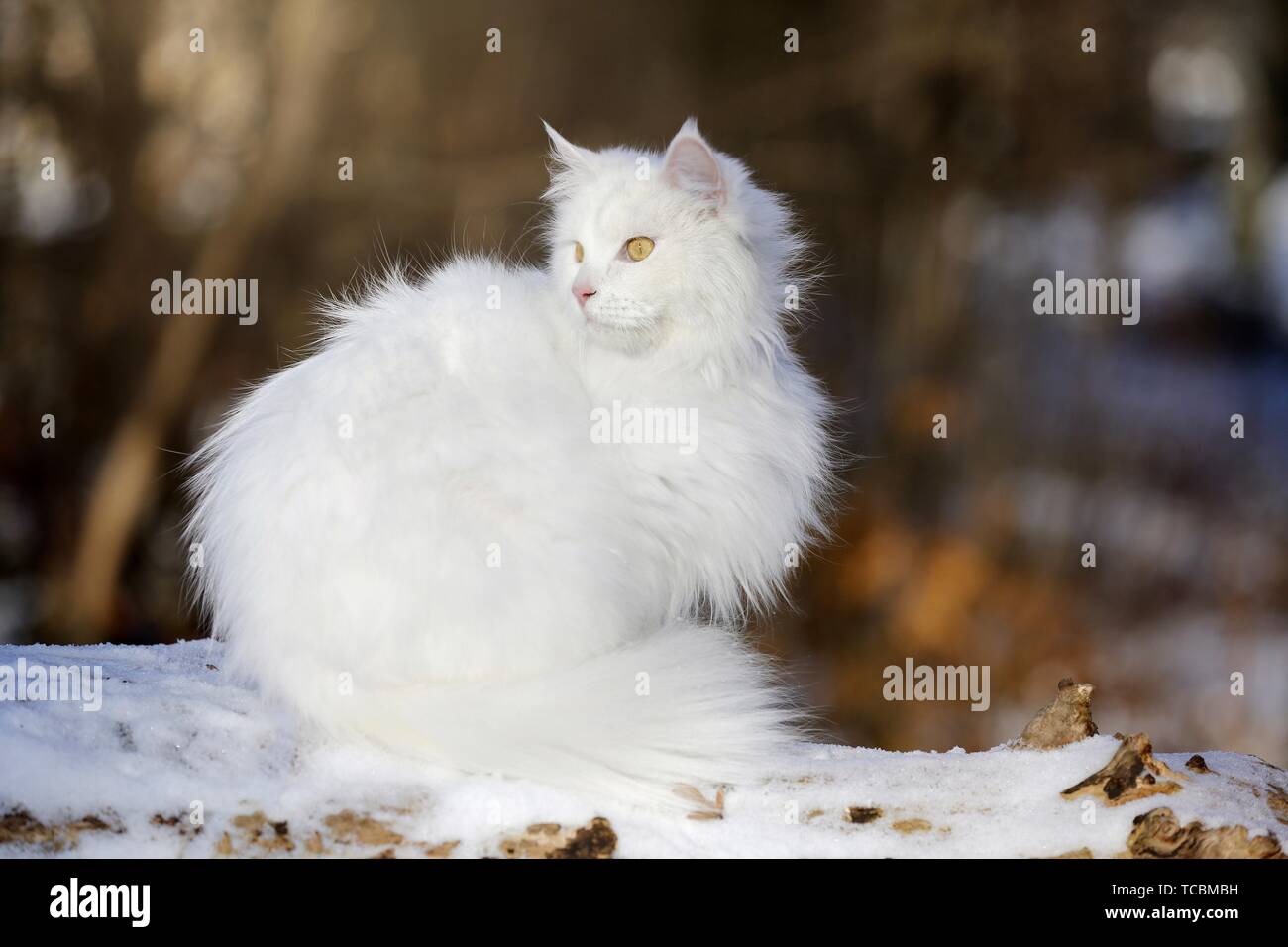 Siberian Cat in winter Stock Photo