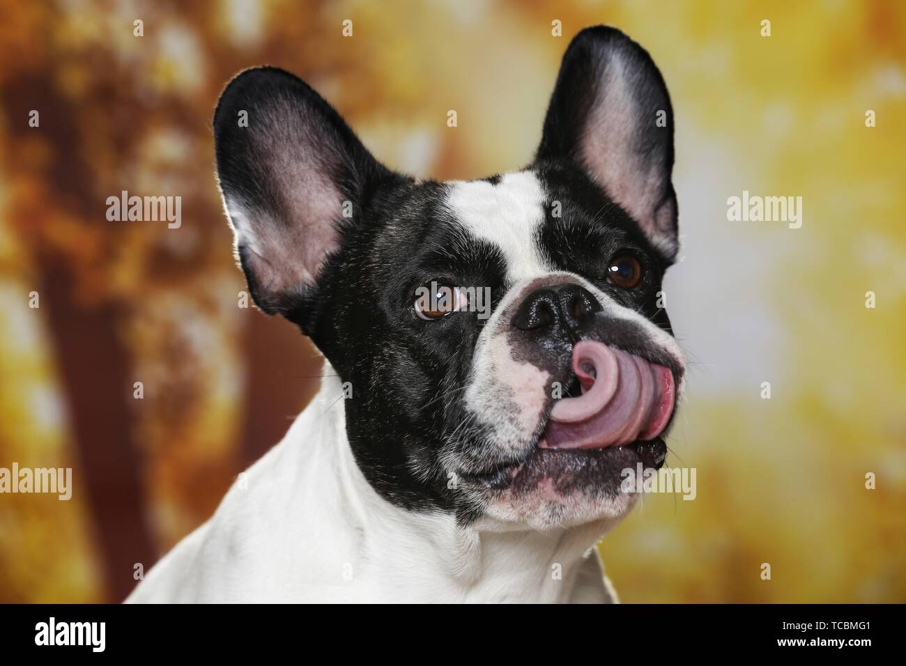 French Bulldog Portrait Stock Photo