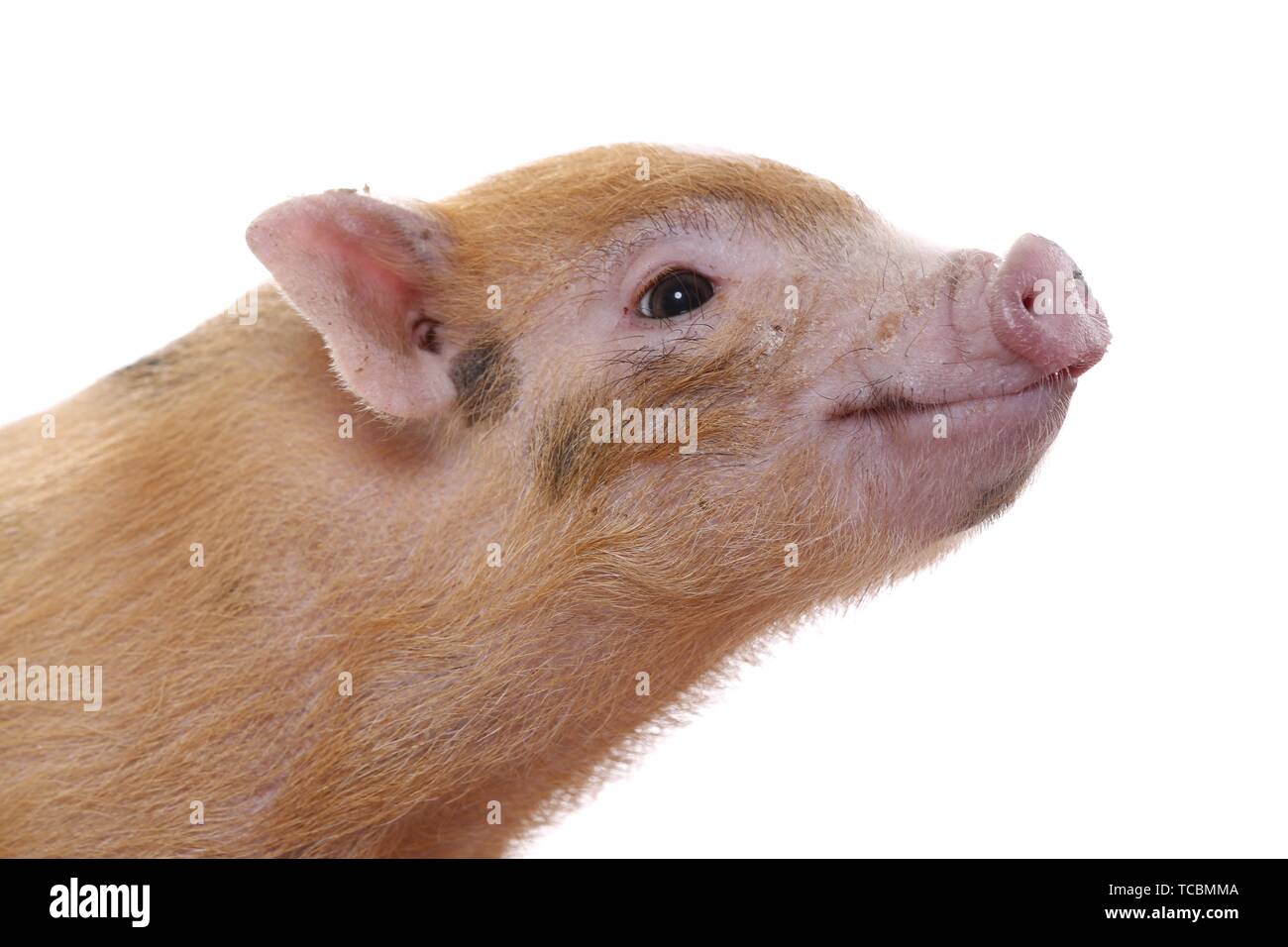 micro pig Stock Photo