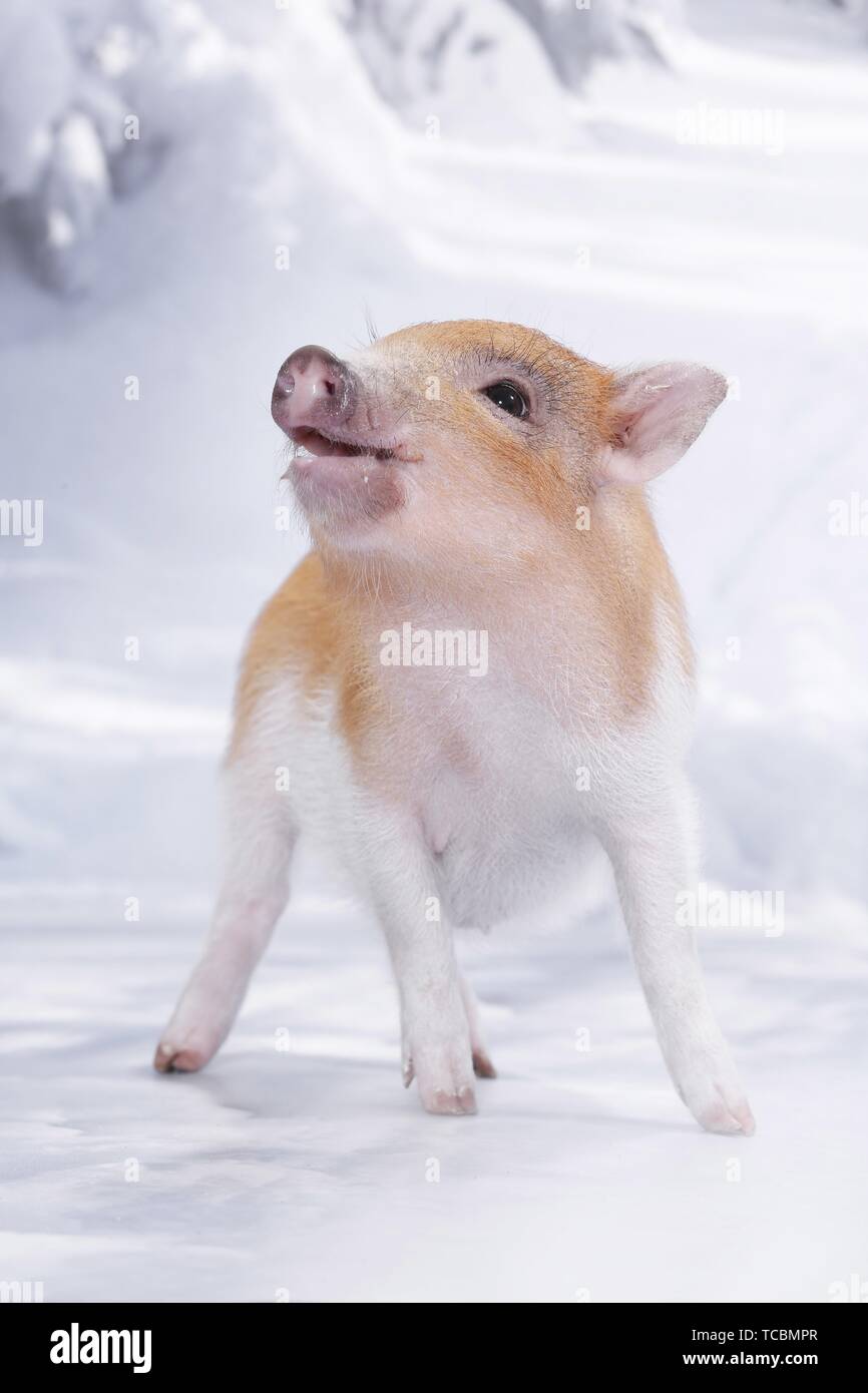 micro pig Stock Photo