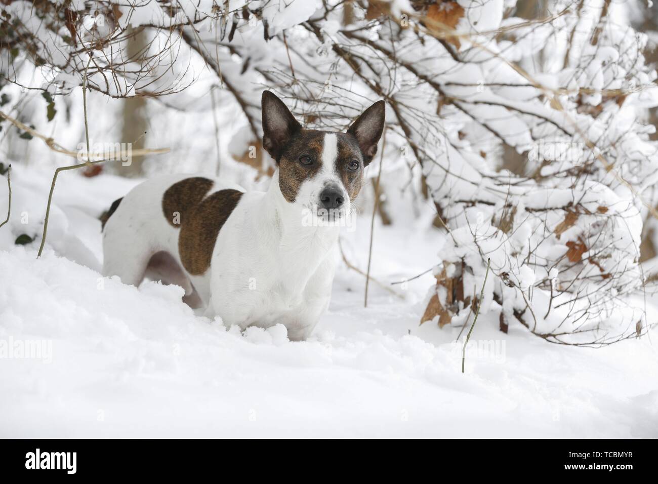 Jack Russell Terrier in snow Stock Photo