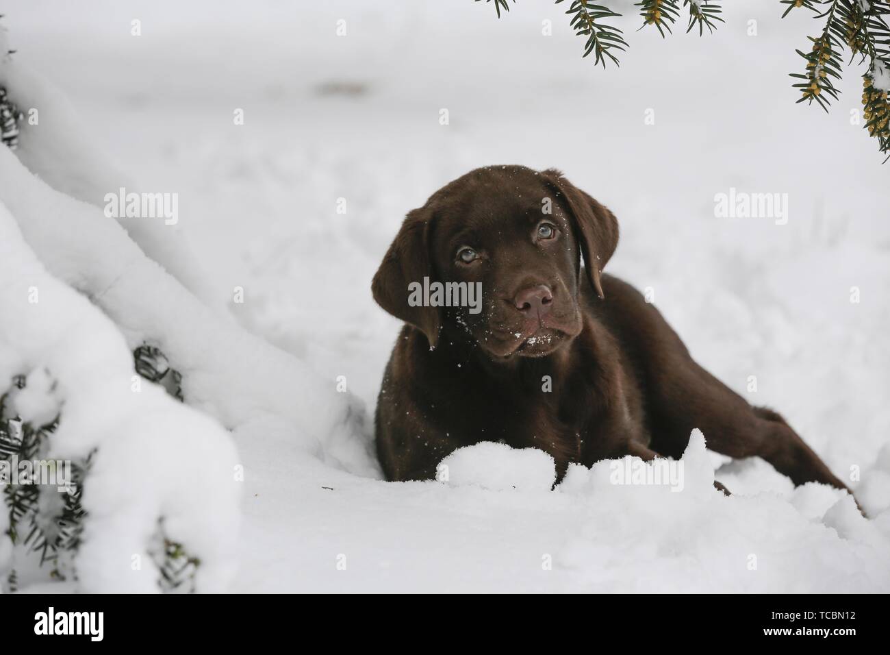 Labrador Puppy in snow Stock Photo