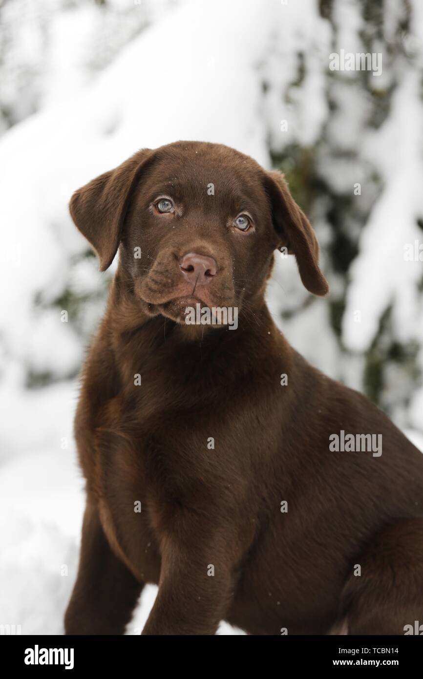 Labrador Puppy in snow Stock Photo - Alamy