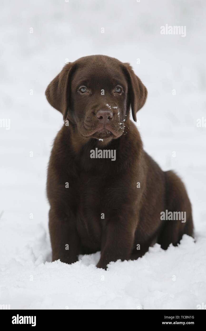 Labrador Puppy in snow Stock Photo