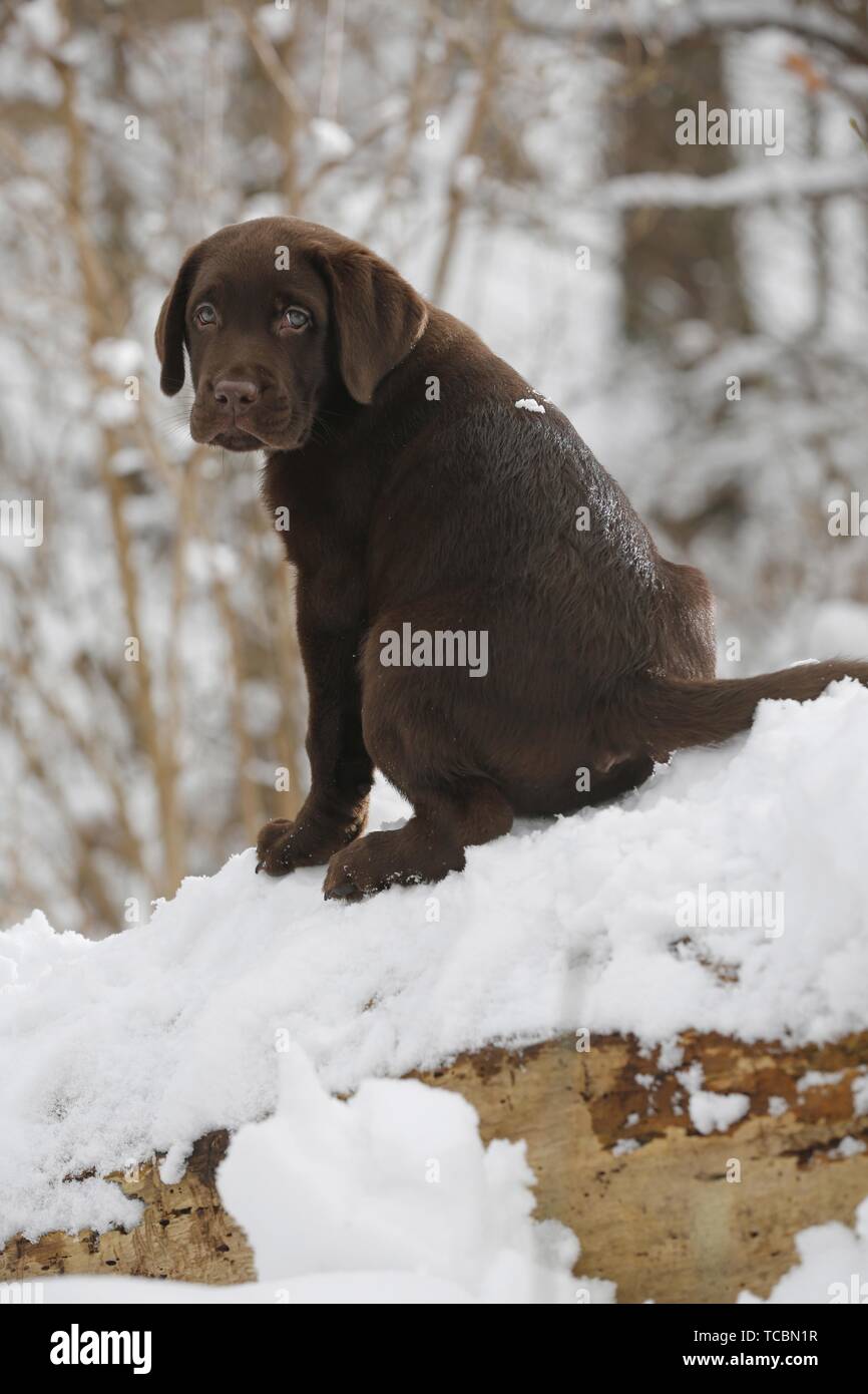 Labrador Puppy in snow Stock Photo - Alamy