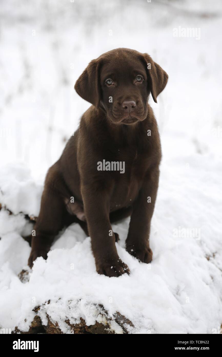 Labrador Puppy in snow Stock Photo - Alamy