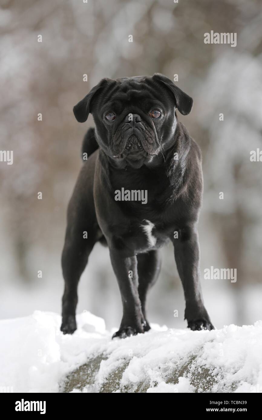 pug stands in snow Stock Photo