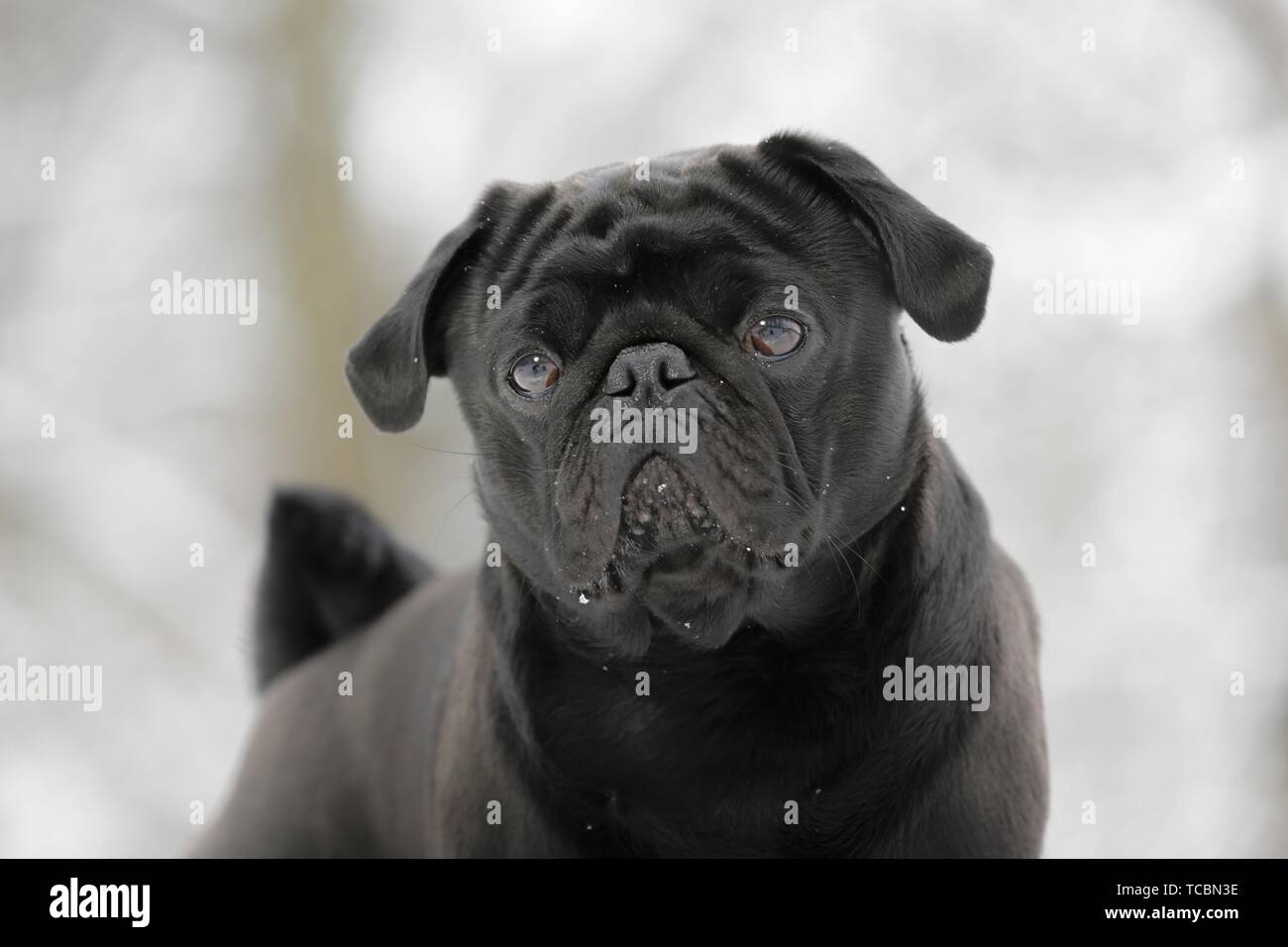 pug in snow Stock Photo