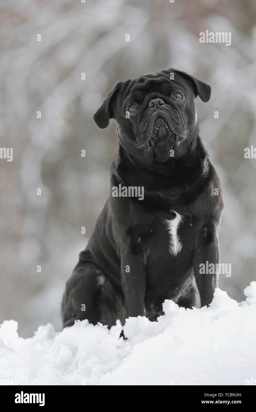 pug in winter Stock Photo