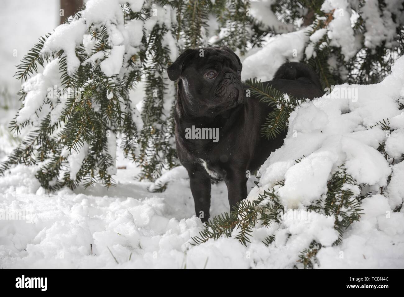 pug stands in snow Stock Photo