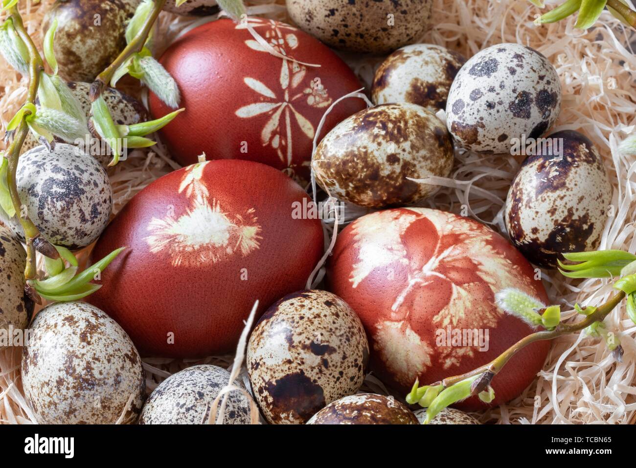 Quail and Easter eggs dyed with onion peels with a pattern of fresh