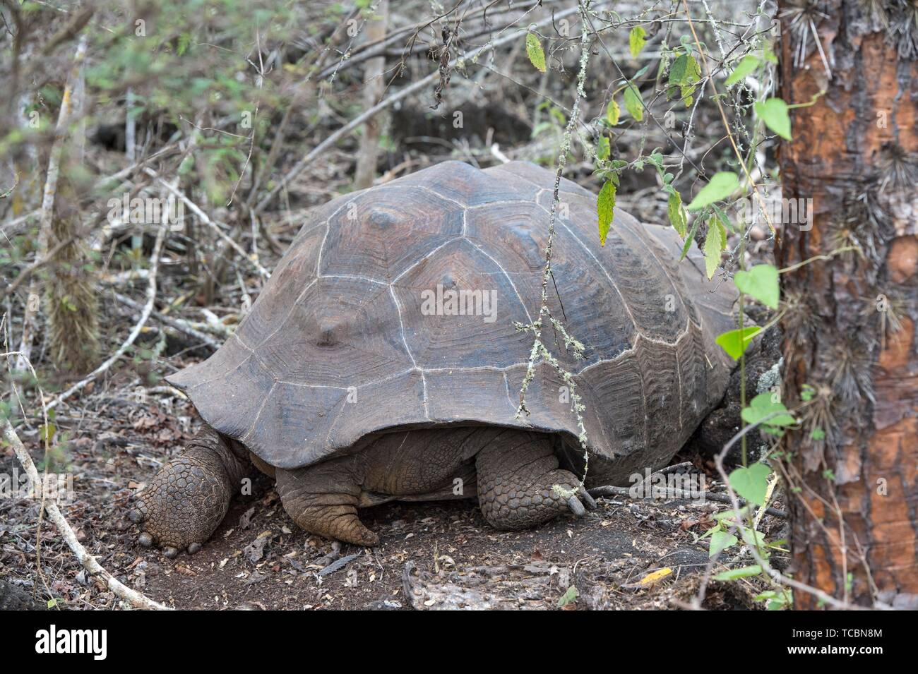 Galápagos giant tortoise (Chelonoidis nigra ssp), resting after having eaten, in situ, Isabela Island, Galapagos Islands, Ecuador. Stock Photo