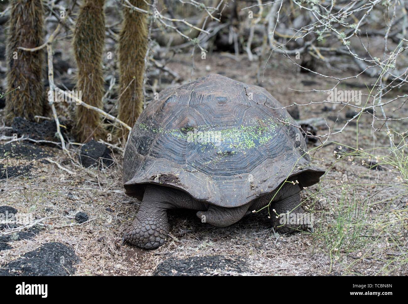 Galápagos giant tortoise (Chelonoidis nigra ssp), in situ, Isabela Island, Galapagos Islands, Ecuador. Stock Photo