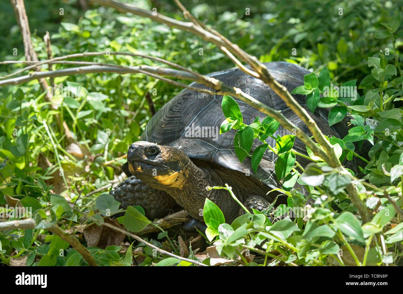 Galapagos giant tortoise (Chelonoidis nigra ssp), Santa Cruz Island, Galapagos Islands, Ecuador. Stock Photo
