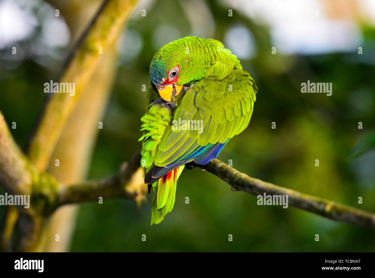 Lovebirds, Agapornis spec. , parrot. Stock Photo