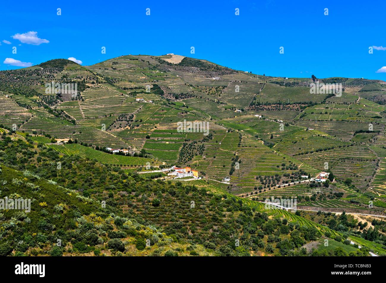 Vineyards in the port wine region Alto Douro near Pinhao, Douro Valley, Portugal. Stock Photo
