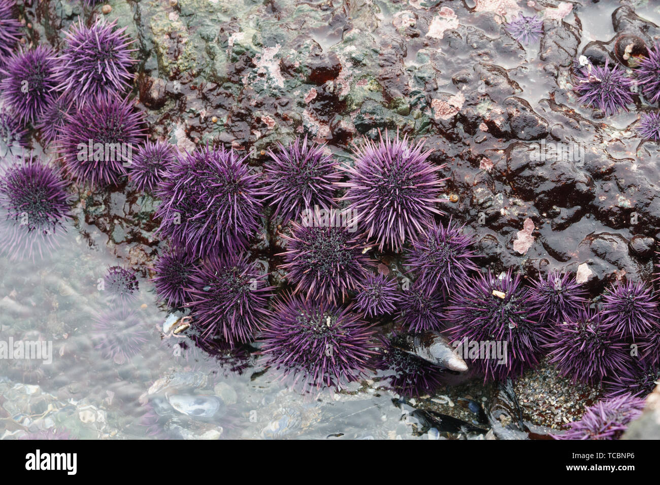 purple sea urchins Stock Photo Alamy