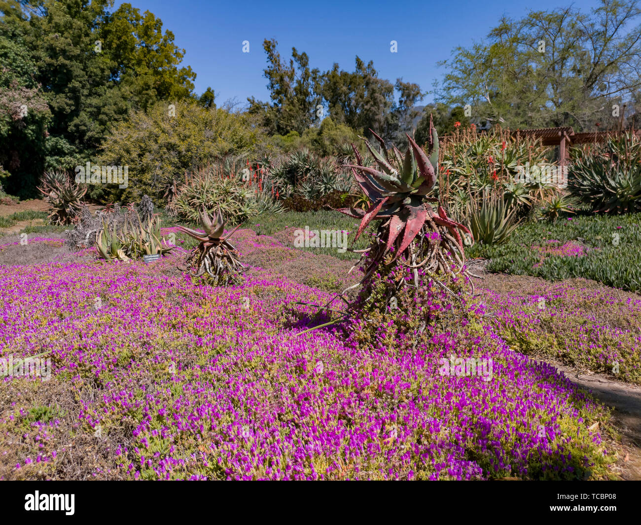Many purple mesembryanthemum nodiflorum blossom at Los Angeles, California Stock Photo