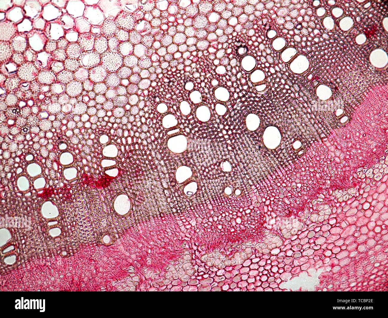 Fig. Cross section of stem. Ficus carica Stock Photo - Alamy