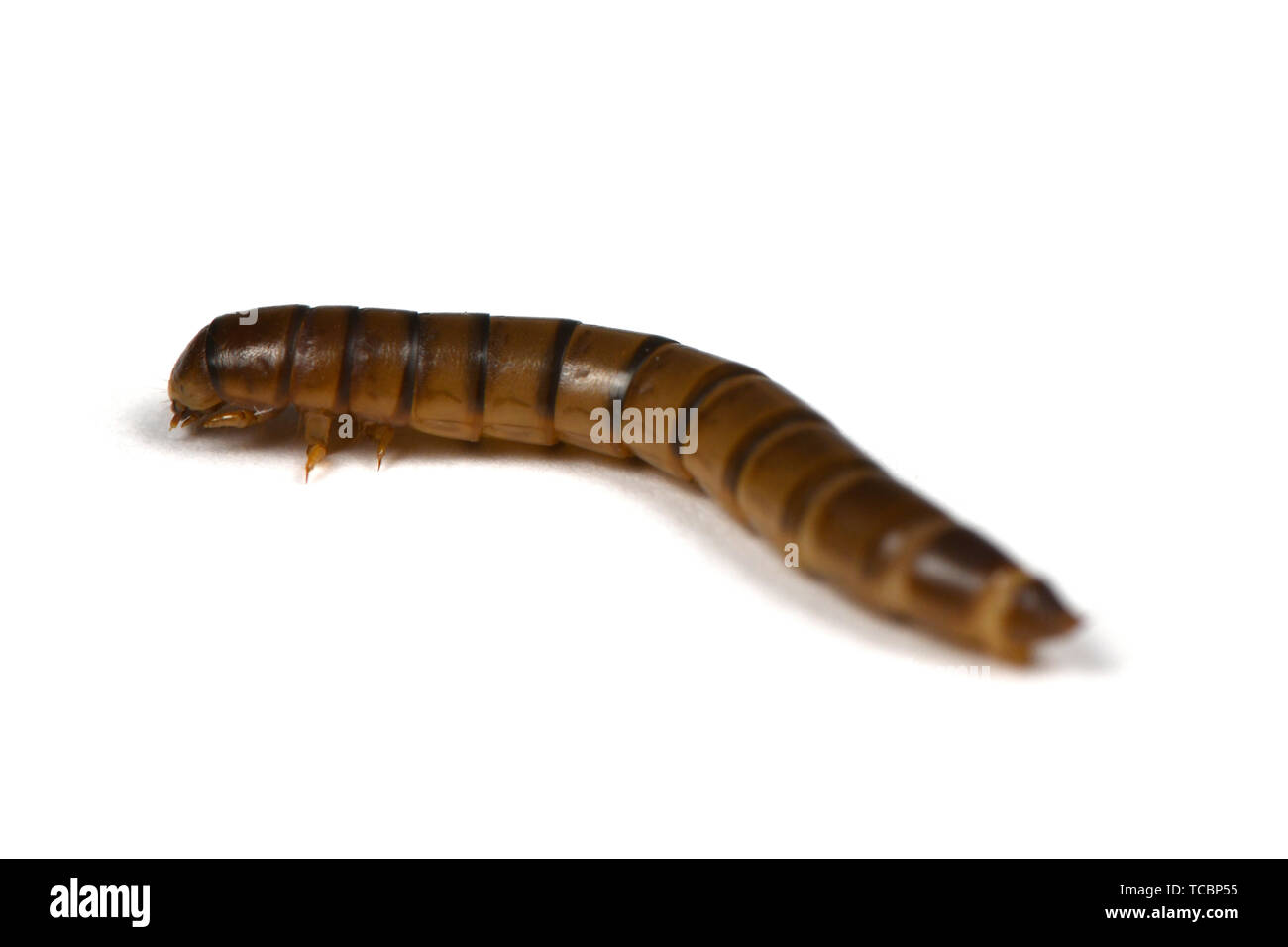 Wireworm or larva beetlescrap (Elateridae) isolated on white