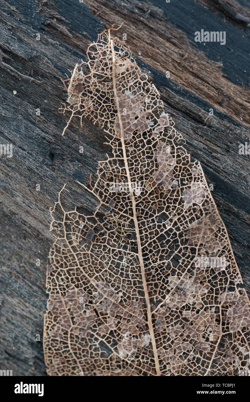 Dried leaf veins skeleton Stock Photo