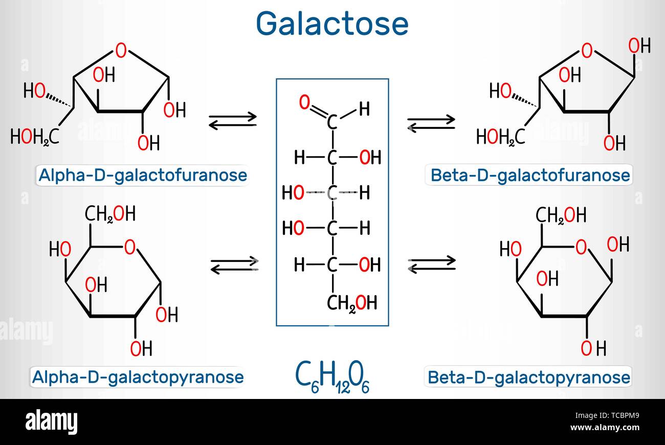 Tautomeric forms of D-galactose, milk sugar. Alpha-D- galactofuranose, beta-D- galactofuranose, alpha-D- galactopyranose, beta-D- galactopyranose. Str Stock Vector