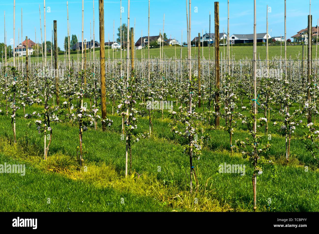 Apple tree plantation with young trees in half-standard tree cultivation in spring, canton of Thurgau, Switzerland. Stock Photo
