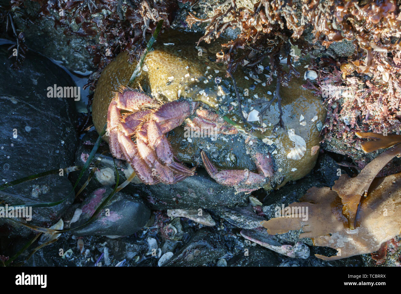 Sea anemone eating crab Stock Photo Alamy