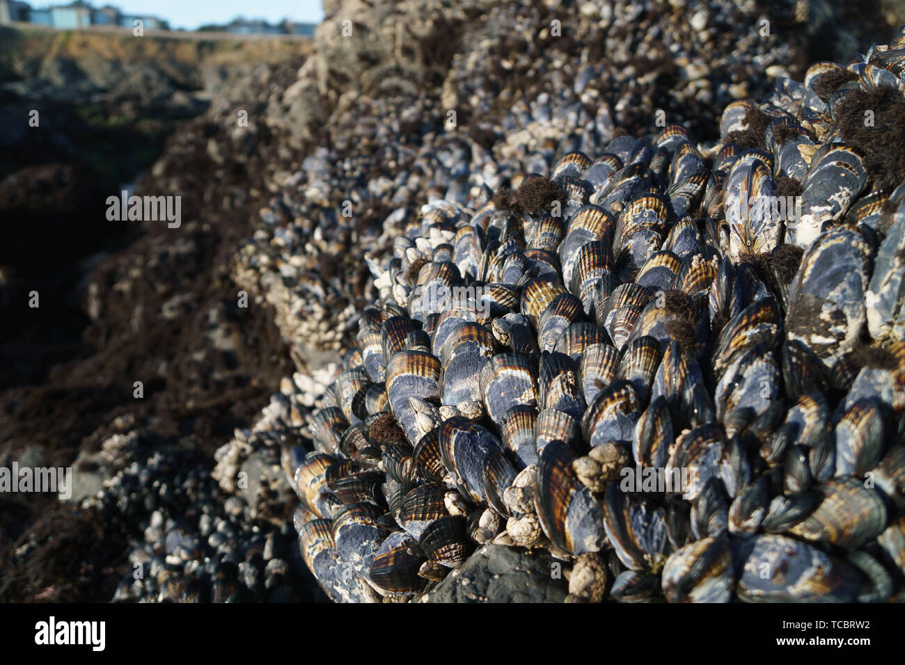 Group mussels on seashore rocks hi-res stock photography and images - Alamy