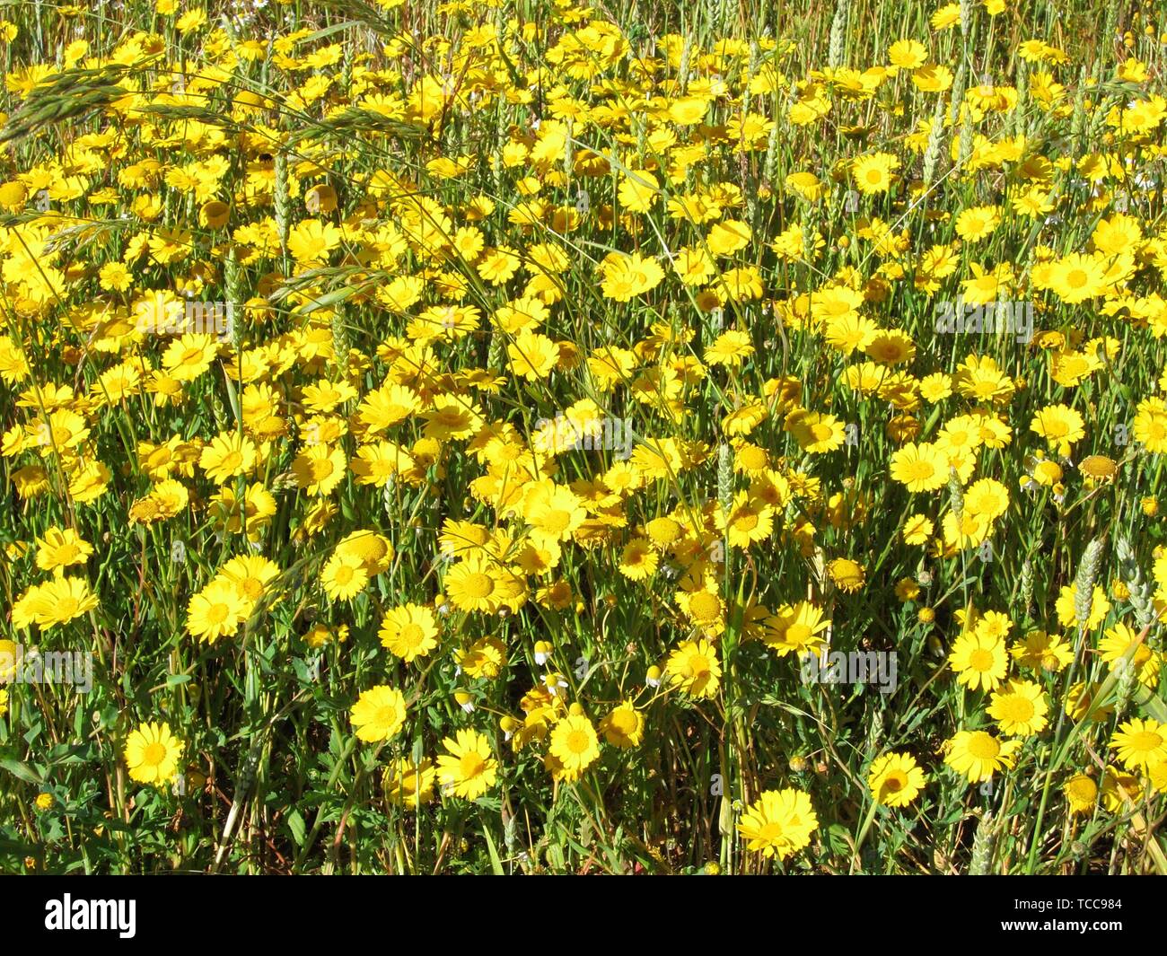 golden daisy in France Stock Photo Alamy