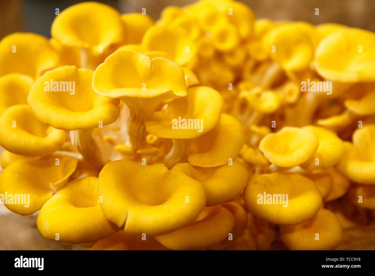 Yellow oyster mushrooms. Pleurotus ostreatus Stock Photo Alamy