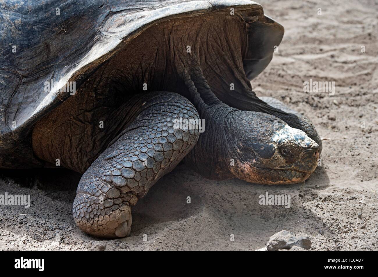 Galápagos giant tortoise (Chelonoidis nigra ssp), Tortoise breeding center of Isabela Island, Galapagos Islands, Ecuador. Stock Photo