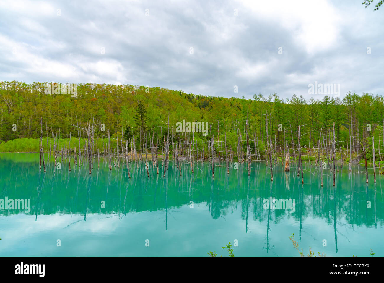 Blue pond (Aoiike) with reflection of tree in summer, located near ...