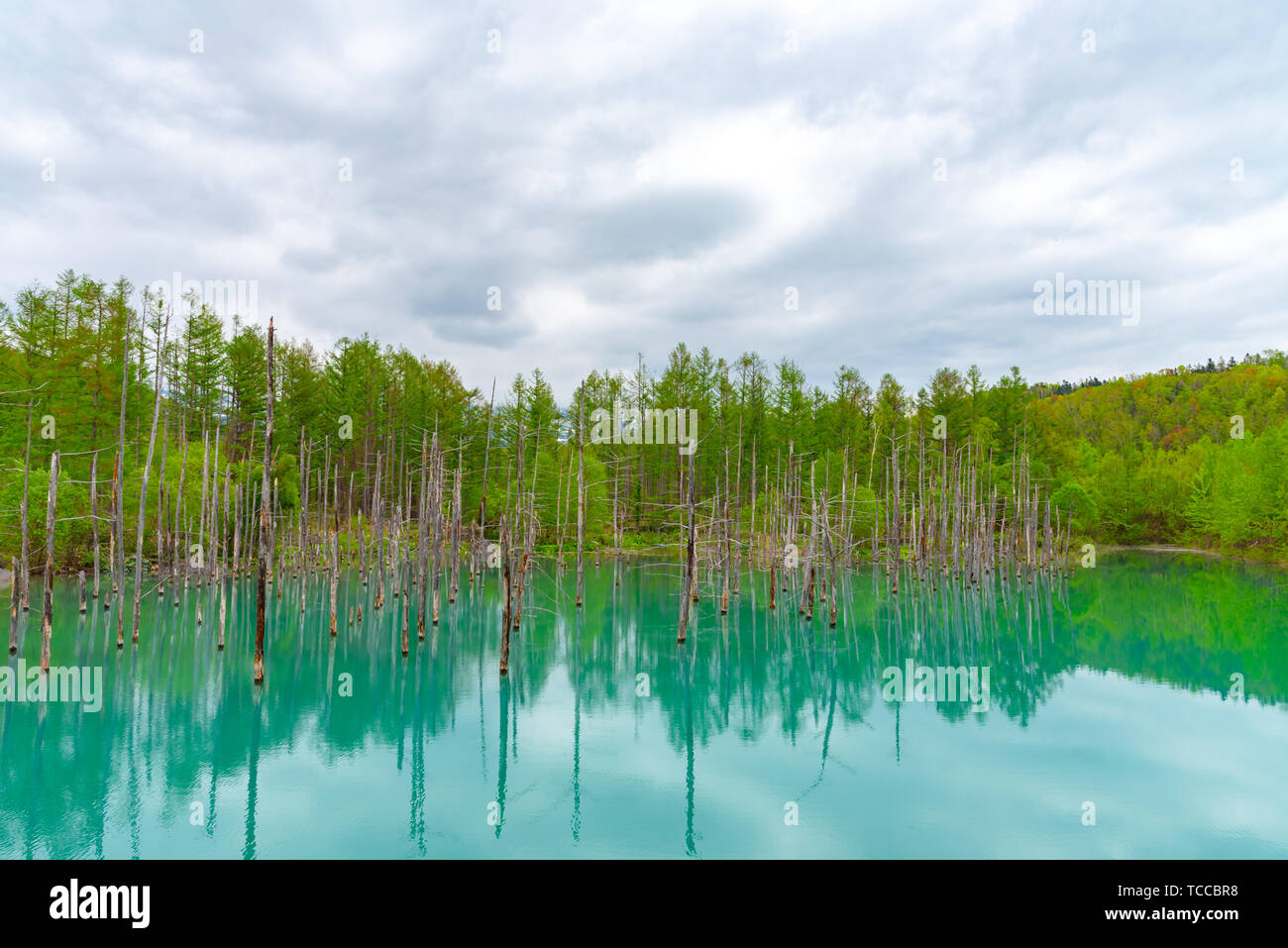 Blue pond (Aoiike) with reflection of tree in summer, located near ...