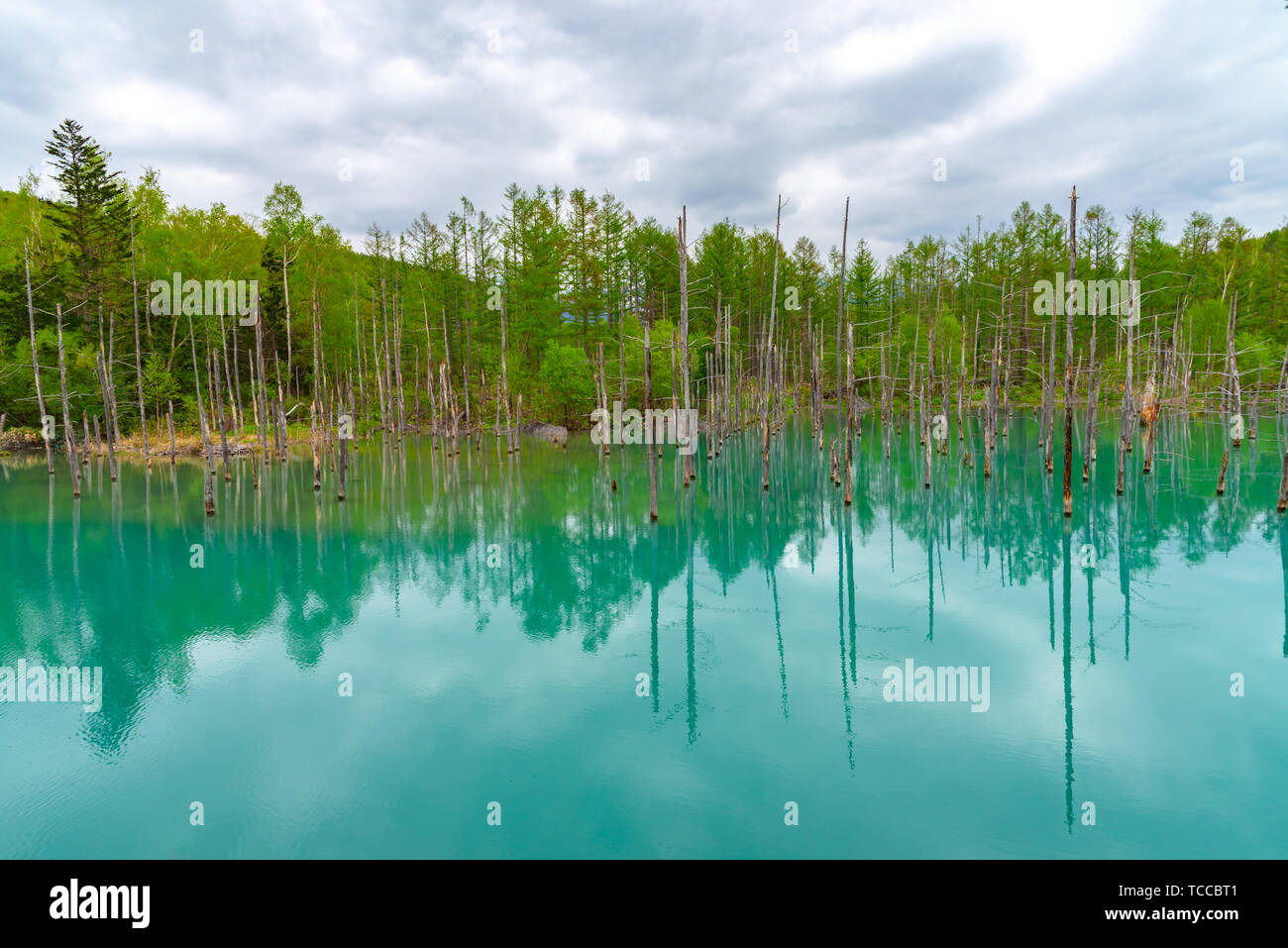 Blue pond (Aoiike) with reflection of tree in summer, located near ...