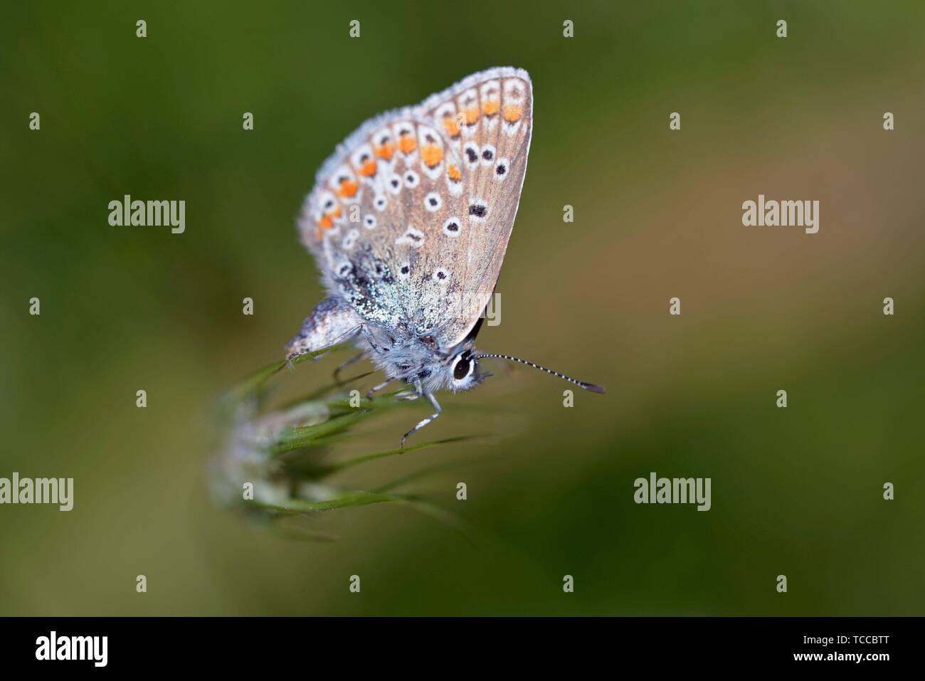 Lycaenidae butterfly, Greece Stock Photo