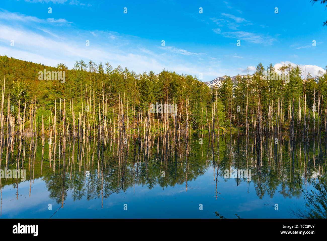 Blue pond (Aoiike) with reflection of tree in summer, located near ...