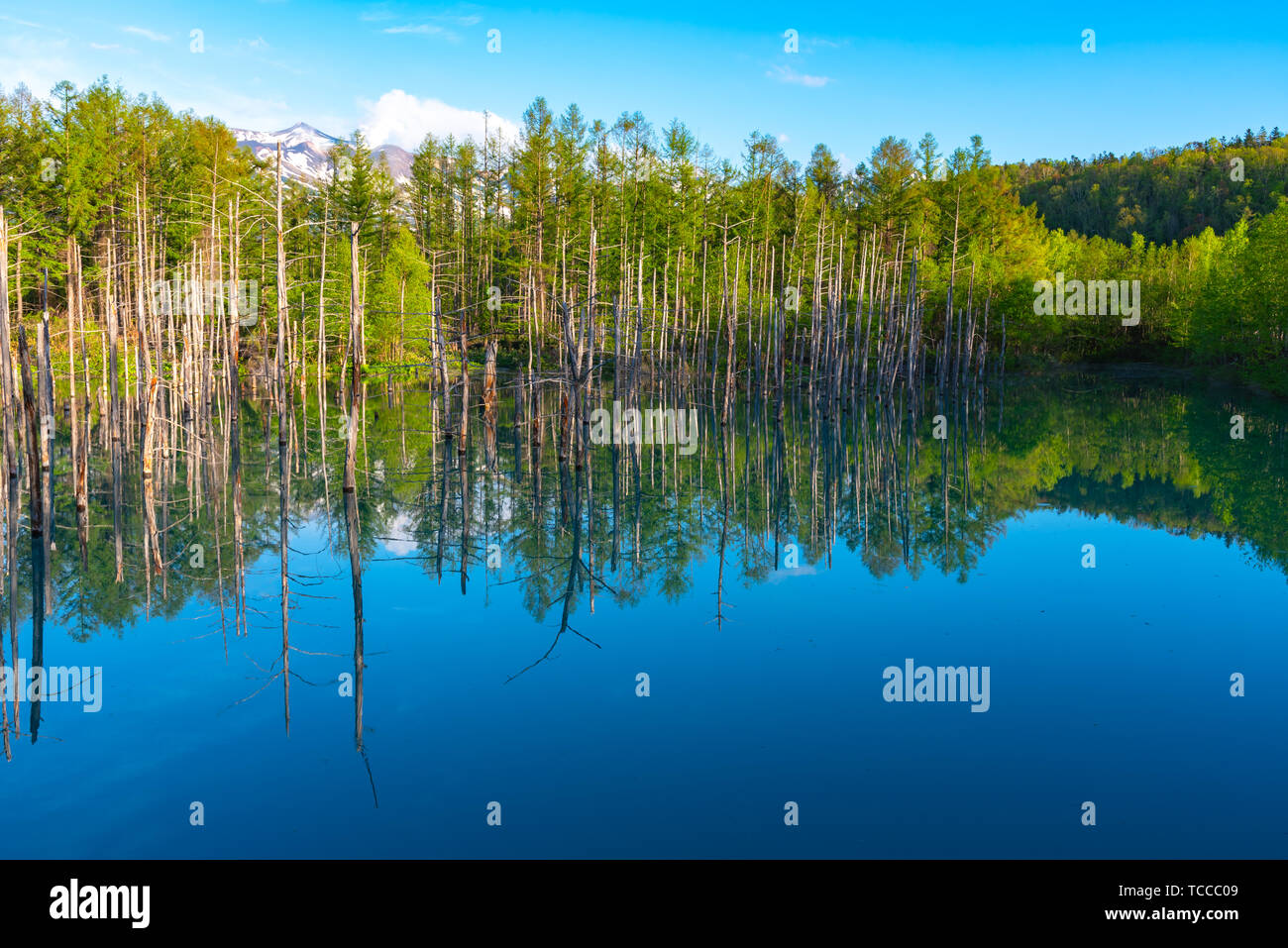 Blue pond (Aoiike) with reflection of tree in summer, located near ...