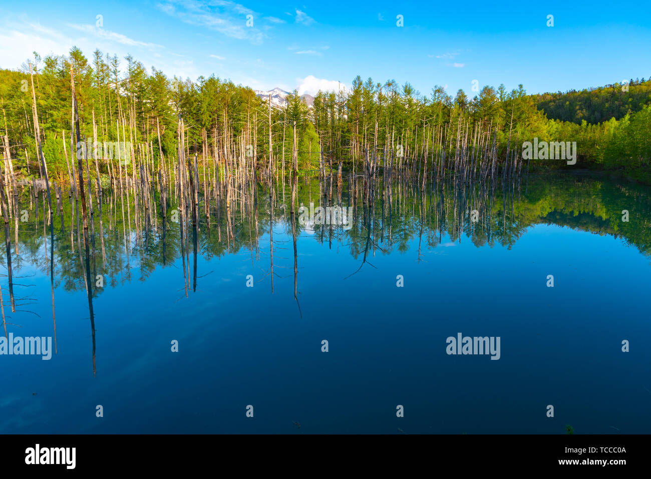 Blue pond (Aoiike) with reflection of tree in summer, located near ...