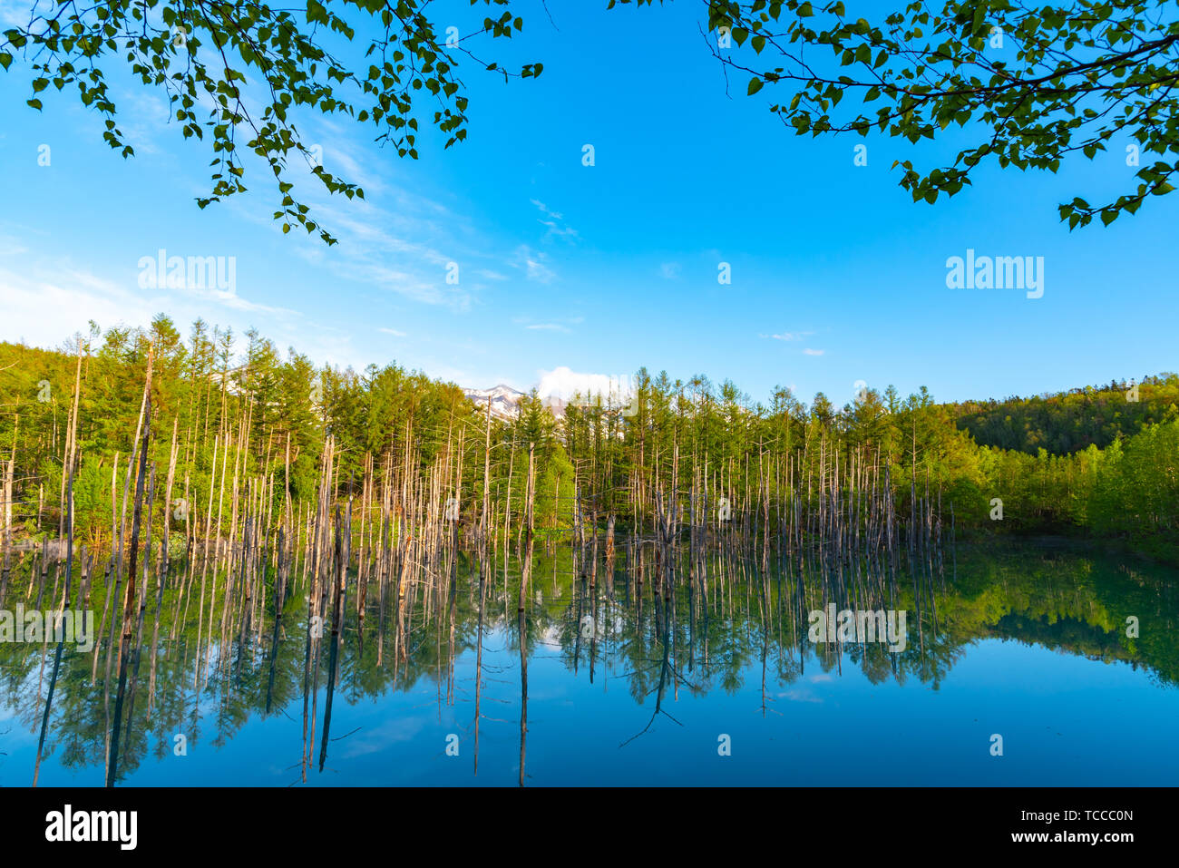 Blue pond (Aoiike) with reflection of tree in summer, located near ...